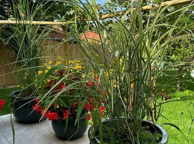 Kisvirág Casa vacanze *